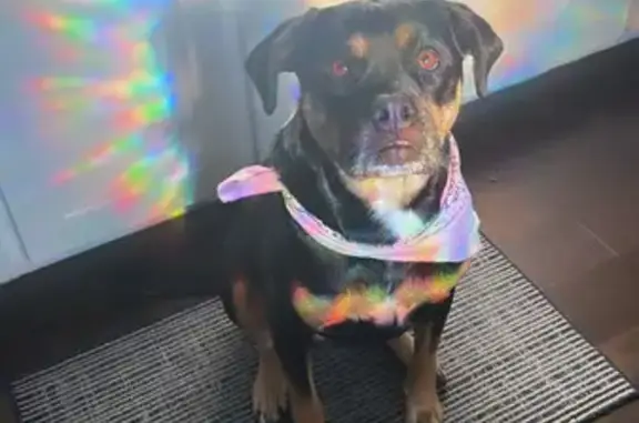 Lost Rottweiler/Boxer Mix in Tampa - Help!