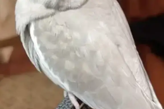 Lost Cockatiel: Vinny Missing in Mount Laurel