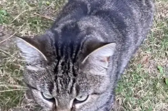 Chat tigré à 3 pattes trouvé Rue de Cambrai - photo