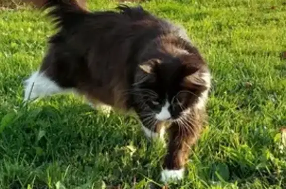 Chat noir et blanc perdu à Lourenties - photo