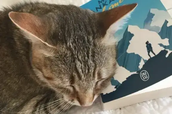 Chat européen 12 ans disparu, tatoué, sauvage - photo