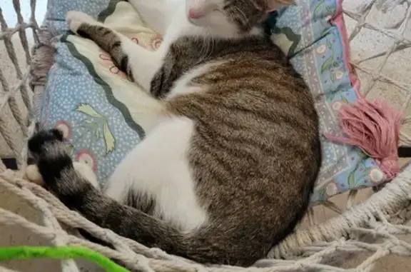 Missing Cat: Sheldon Lost in Lille