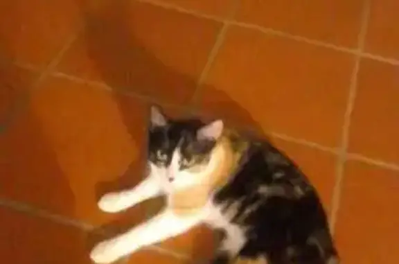 Chatte tricolore perdue à Cap Est - photo