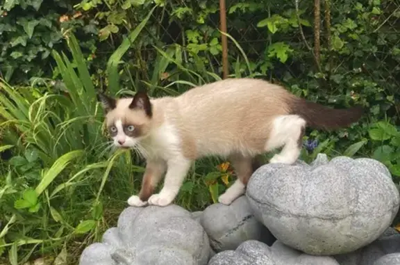 Chat perdu, Brive-la-Gaillarde, photo: Chaton perdu à Brive-la-Gaillarde
