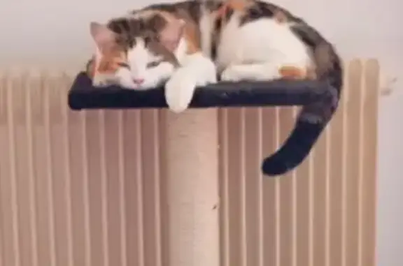 Chat perdu, Bassens, photo: Chatte tricolore perdue à Bassens