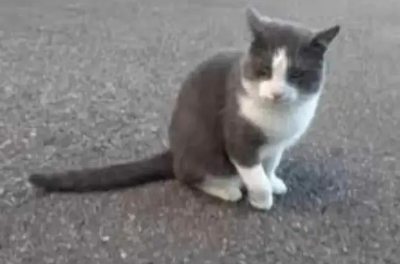 Chats Miraculous et Pouet Pouet Disparus - photo