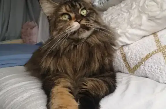 Chat perdu, , photo: Chat Main Coon poils longs perdu, pucée, Les Ollières