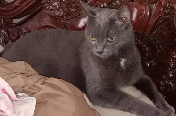 Missing Gray Cat: Clipped Ear, No Front Claws