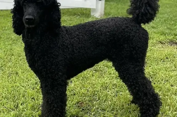 Lost Black Poodle on Bloomfield Ave, Montclair