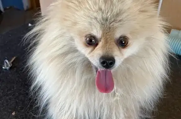 Missing Pomeranian - Cream Male in Randfontein