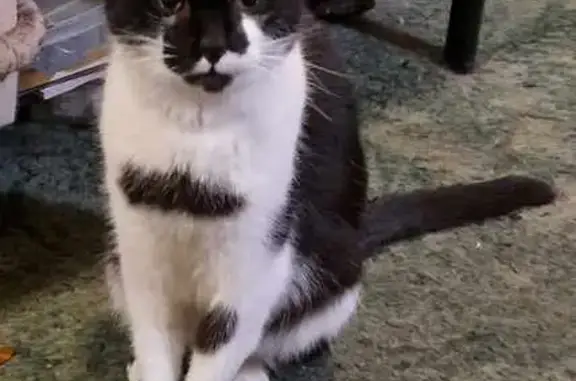 Missing: 16-Year-Old Black & White Cat, Jake