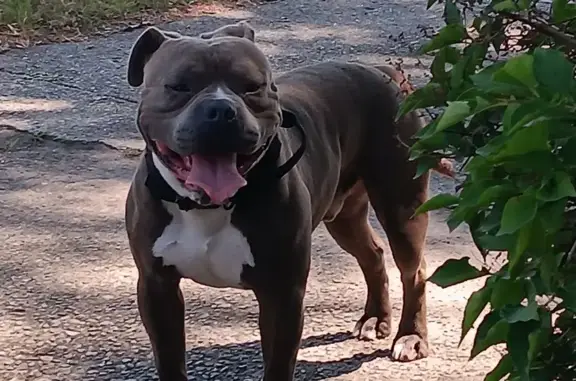 Found Pitbull: Sweet, Unchipped, 163rd Pl, Hammond