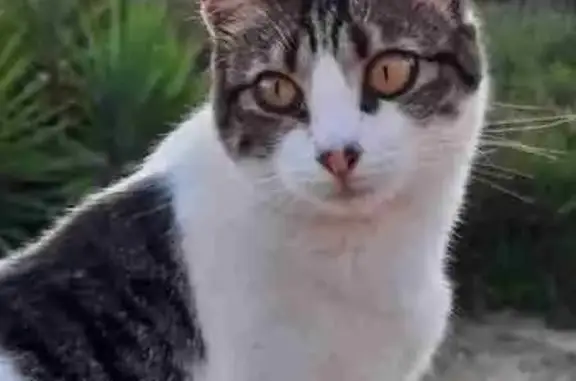 Chat perdu, Cuttoli-Corticchiato, photo: Chat Blanche tachetée noir perdu à Pastriccialeddu