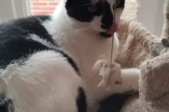 Animaux perdus , photo: Chat mâle noir et blanc perdu à Servins
