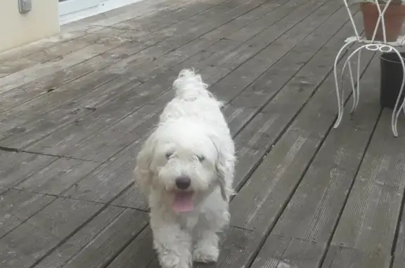 Chien trouvé Vieille-Église, photo: Bichon mâle trouvé Rue de Bourbourg, 2370