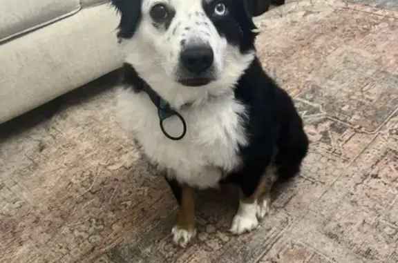 Lost Mini Aussie: Unique Eyes, Cleveland Area