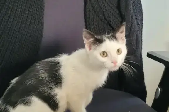 Chaton noir et blanc trouvé Rue de la Girarderie - photo