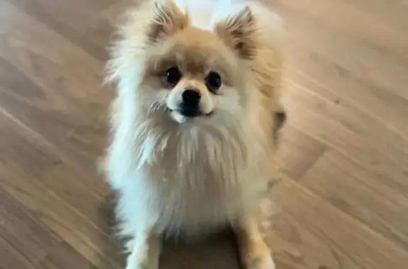 ¡Perro Pomerania Perdido en Monterrey!