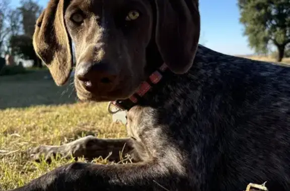 Missing Pointer Puppy: Patrys in Winburg