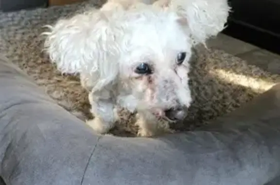 Found: Small White Female Dog on W 108th Pl