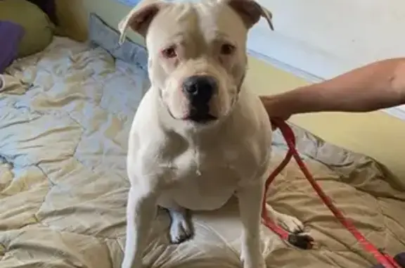 Chien perdu , photo : Chien mâle croisé dogue argentin perdu à Poussan