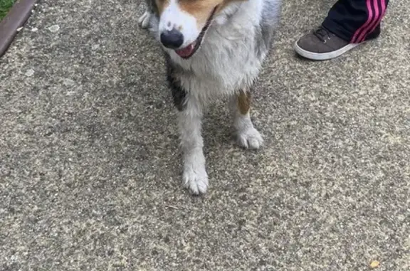 Animaux trouvés Lisieux, photo: Chienne trouvée, collier, Rue de la Gare, Lisieux
