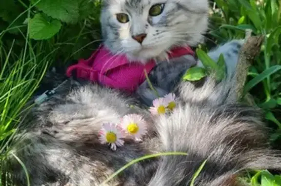Animaux perdus , photo: Maine Coon Femelle Perdue à Menomblet