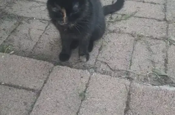 Chatte écaille de tortue trouvée, Buxières - photo