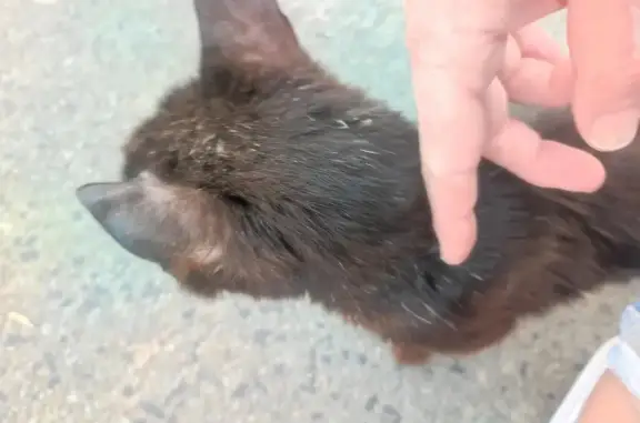 Chat noir maigre trouvé près d'Aix-Noulette - photo