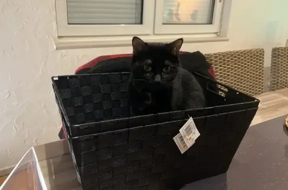 Chat perdu, , photo: Chatte noire et écaille perdue à Kalhausen