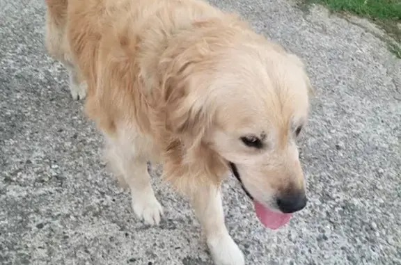 Golden retriever trouvé avec collier à St-Georges - photo