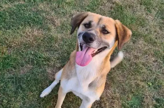 Chien trouvé Soullans, photo: Chien mâle trouvé Chemin du Parchy, Soullans