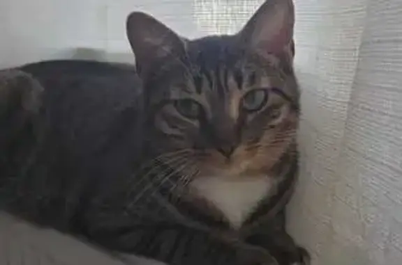 Animaux perdus Villeurbanne, photo: Chatte européenne 18 mois disparue à Villeurbanne