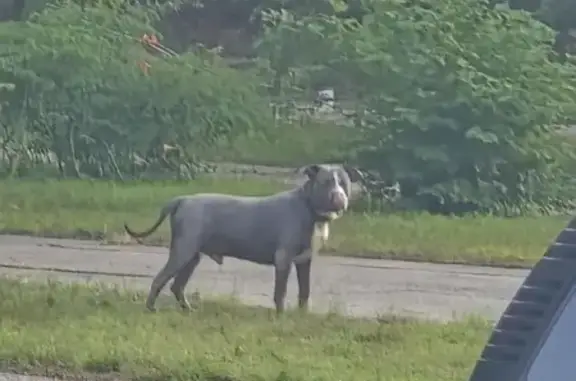 Lost Blue Nose Pitbull - Norton Shores