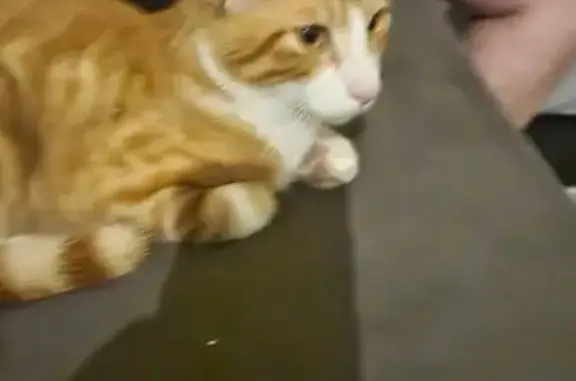 Petit chat roux et blanc trouvé à Saint-Martin - photo