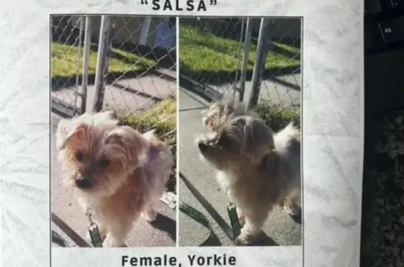 Help Find Salsa: Missing Light Yorkie!