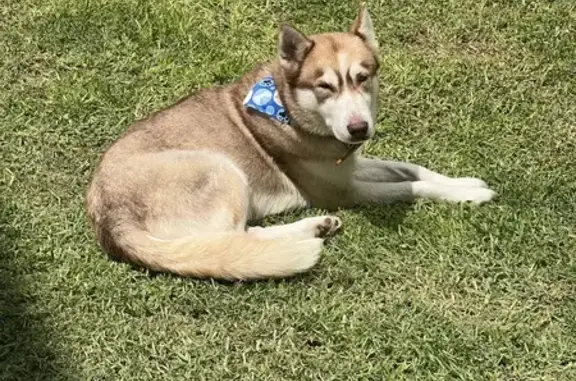 Perro encontrado , foto: Perro Encontrado en Zavaleta, Puebla - Reclamar