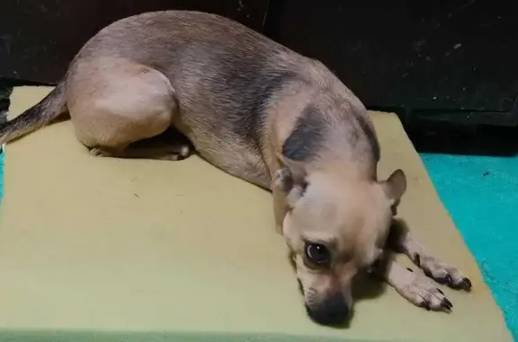 Perro Chihuahua Perdido en Nezahualcóyotl - Ayuda