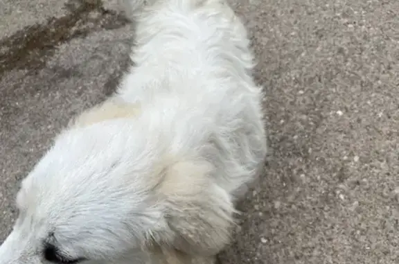 Found: Friendly White Great Pyrenees, Tornado