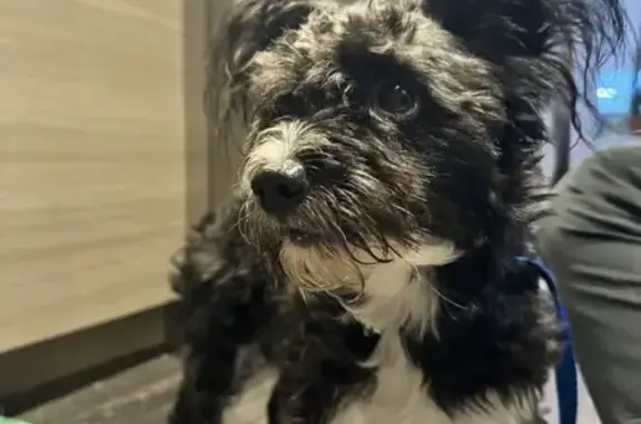 Found Black & White Terrier on Bassett St, Denver