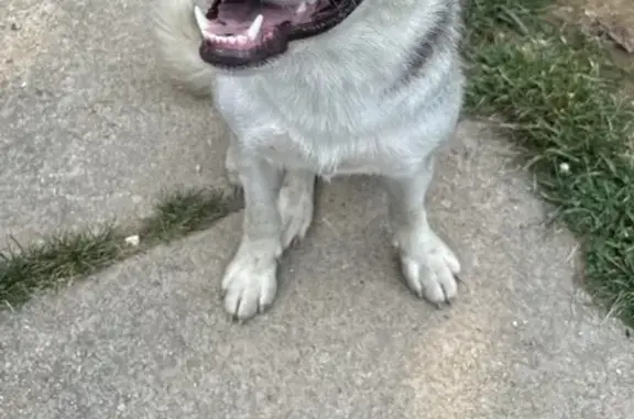 Missing German Shepard Husky Mix - Bimble, KY