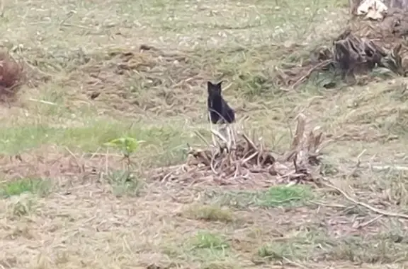 Animaux trouvés Châteaulin, photo: Chat trouvé près de la voie verte à Châteaulin