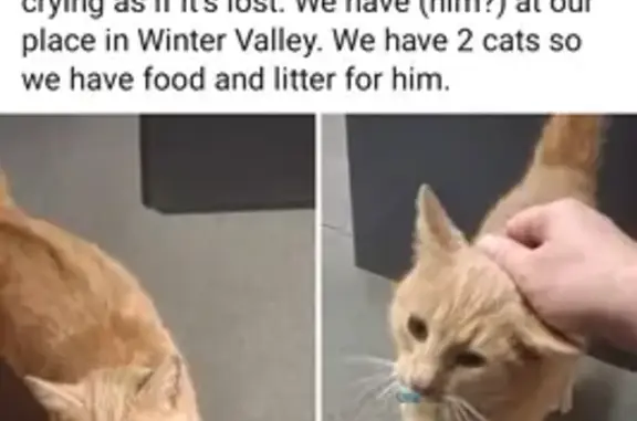 Found: Friendly Orange Cat wit...