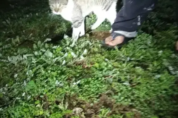 Lost White & Tabby Cat Found in Lake Clifton