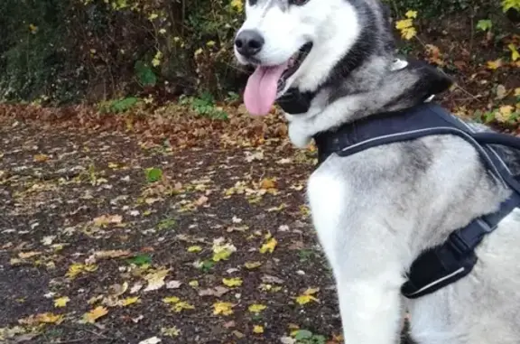 Chien perdu Sainte-Gemmes-sur-Loire, photo : Husky noir et blanc perdu à Ste-Gemmes-sur-Loire