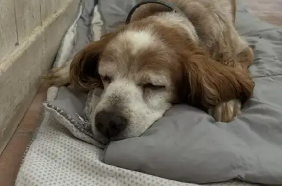 Chien perdu : Noisette, 15 ans, sourde et aveugle - photo