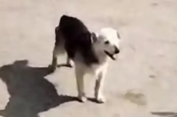 Chien perdu , photo : Chien perdu, femelle âgée, sourde et borgne