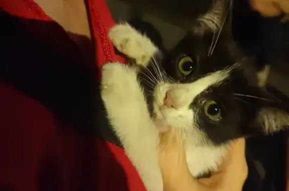 Chat trouvé à l'hôtel de police - photo