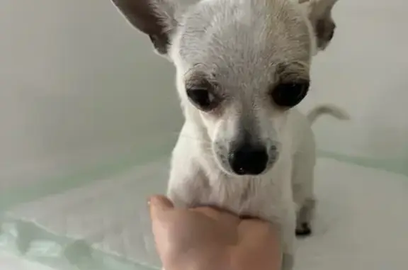 Chien trouvé Marseille Bompard, photo: Chihuahua mâle trouvé de nuit à Marseille