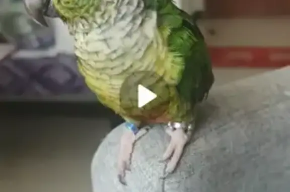 Lost Green Parakeet with Ring in Telok Blangah